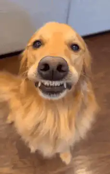 Golden Retriever Smiling at Camera