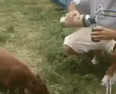 Capybara drinking from a cup