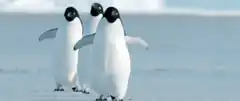Three penguins waddling in snow