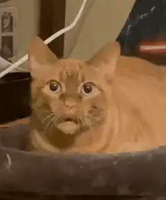 Orange cat wide mouth shock