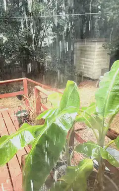 Heavy rain on banana leaves