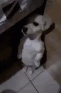 standing puppy looking up