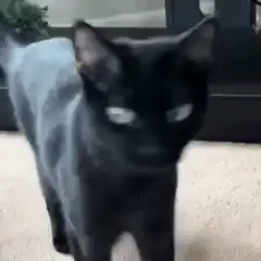black cat with glowing eyes