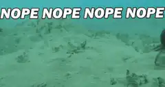Octopus swimming away nope nope