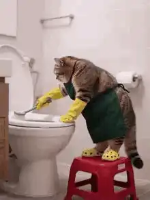 cat cleaning toilet