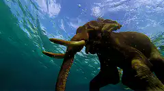 Elephant swimming underwater