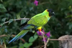 Green parrot with black head perched on branch