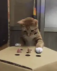 Kitten plays with treat box