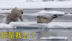Polar bear attacks seal on ice