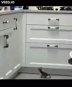 kitten slides under kitchen cabinet