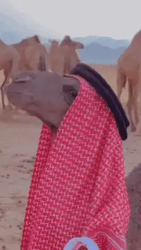 Camel in keffiyeh looking smug