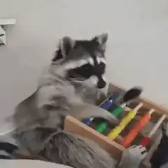 Raccoon playing with abacus