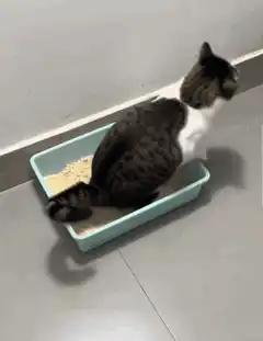 cat flips over litter box
