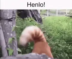 Red Panda Henlo