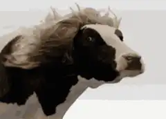 Cow with long flowing hair