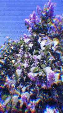 glitchy purple flowers
