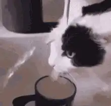cat drinking from mug
