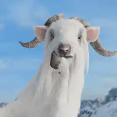 Goat chewing in snow