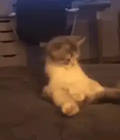 Cat sitting and lifting tail