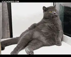 Fat grey cat sitting on windowsill