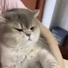 Grumpy cat gets headpatted