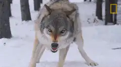 Wolf snarling and growling in snow