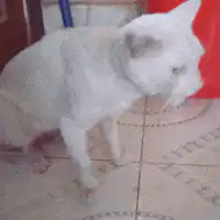 white cat licking lips