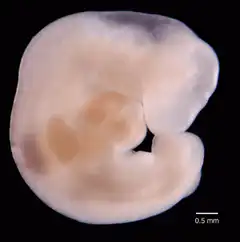 Mouse embryo development time-lapse