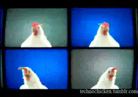 Four chickens on TV screens