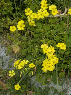 yellow wood sorrel flowers