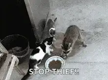 Cat chasing raccoon thief