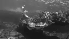 Mermaid swimming underwater