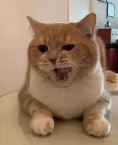 Orange and white cat yawning