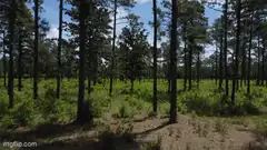 Aerial view of a pine forest