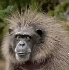 shocked monkey with spiky hair