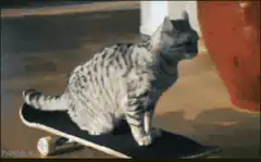 cat rides skateboard into cat tree