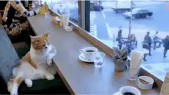 judgy cat in cafe