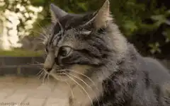 Cat looking around confused