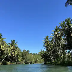 tropical river with palm trees