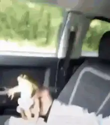 frog kisses man in car
