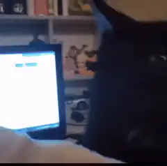 black cat staring at laptop