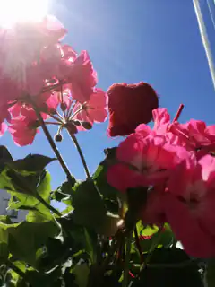 pink geraniums and red yarn heart