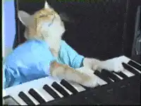 cat playing keyboard