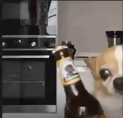 chihuahua with beer bottle