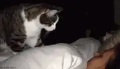 cat pawing sleeping person
