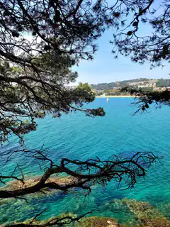 View of turquoise sea through pine branches