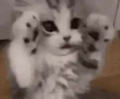 Scary kitten then cute kitten