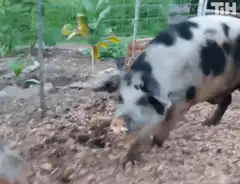 piglet walks toward camera