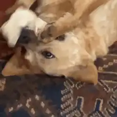 dog playing with tissue on rug
