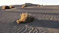 Tumbleweed rolling across desert dunes
